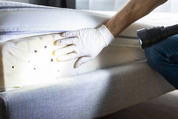Trusted Dale, IN Pest Control Experts