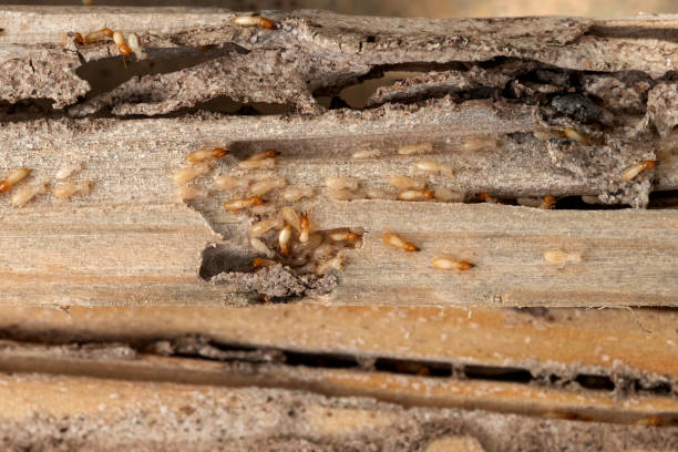 Best Exterminator Services  in Dale, IN